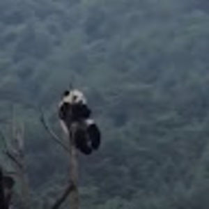 Meet your Posher, T.